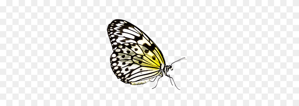 Butterfly Animal, Insect, Invertebrate, Chandelier Free Png Download