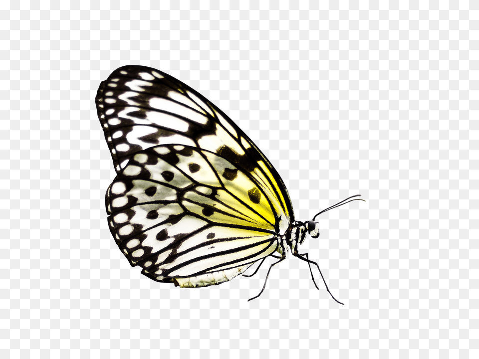 Butterfly Animal, Insect, Invertebrate, Monarch Png