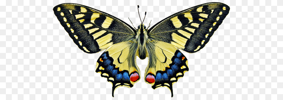 Butterfly Animal, Insect, Invertebrate Png