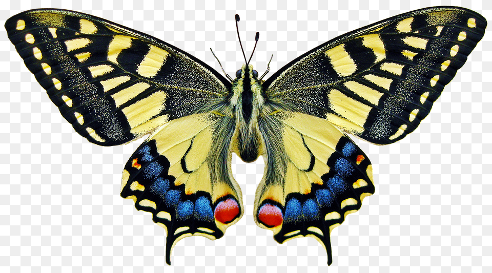 Butterfly Animal, Insect, Invertebrate Png