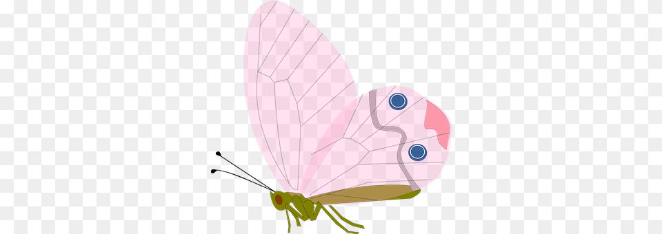 Butterfly Animal, Insect, Invertebrate Png Image