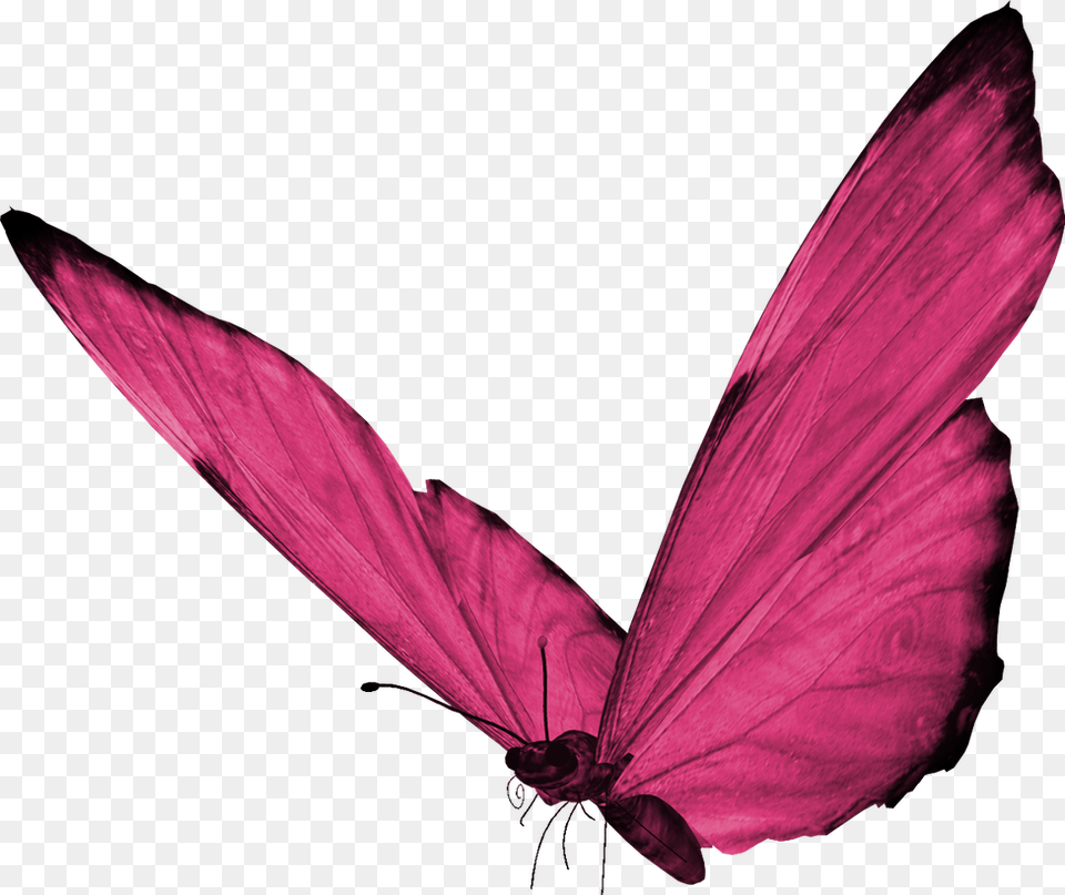 Butterfly, Flower, Petal, Plant, Purple Free Transparent Png