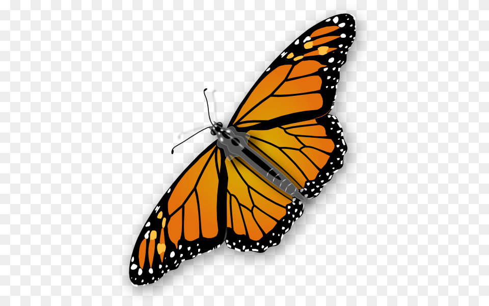 Butterfly, Animal, Insect, Invertebrate, Monarch Free Transparent Png