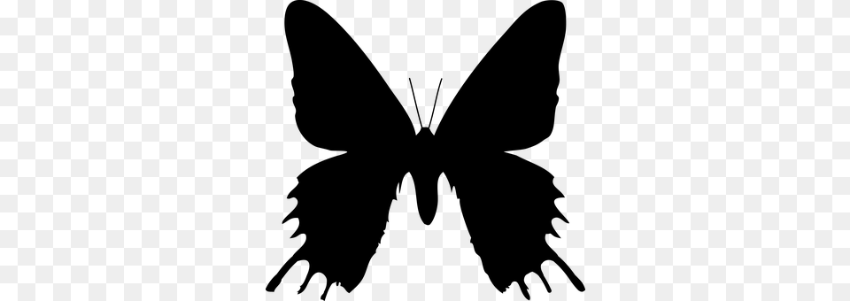 Butterfly Gray Png Image