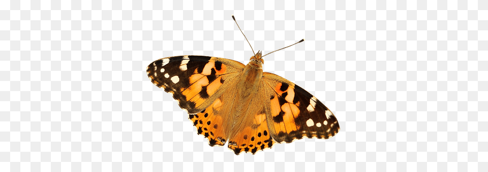 Butterfly Animal, Insect, Invertebrate, Monarch Png