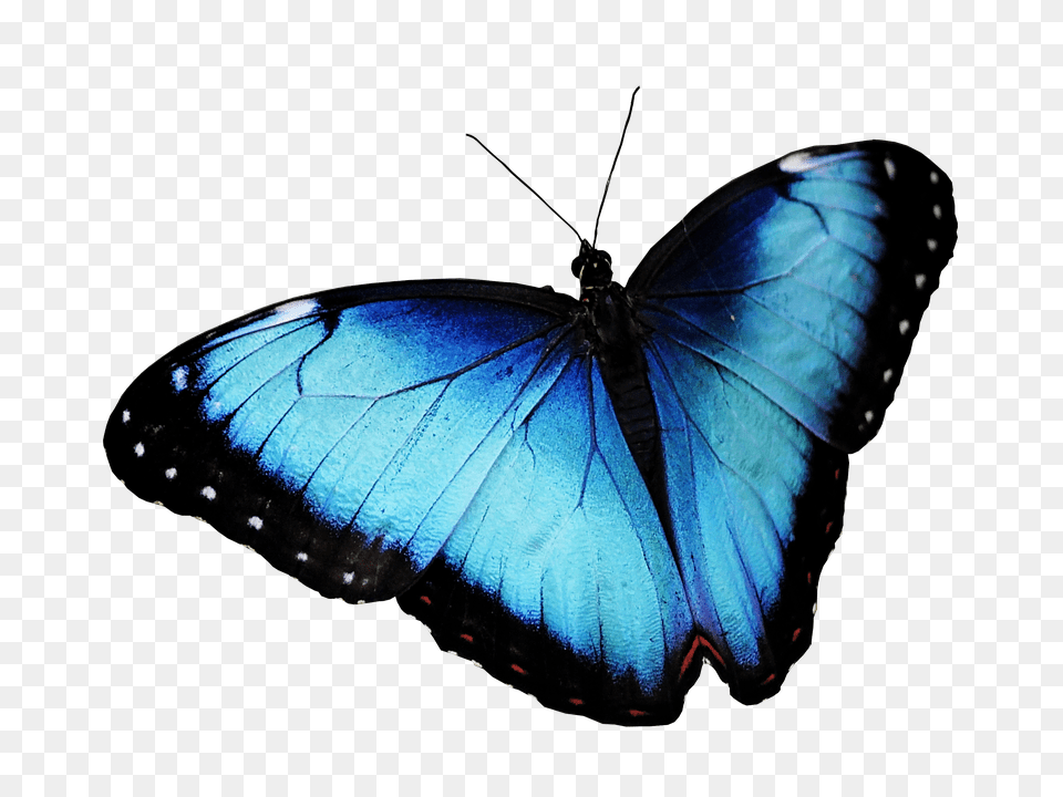 Butterfly Animal, Insect, Invertebrate Free Png