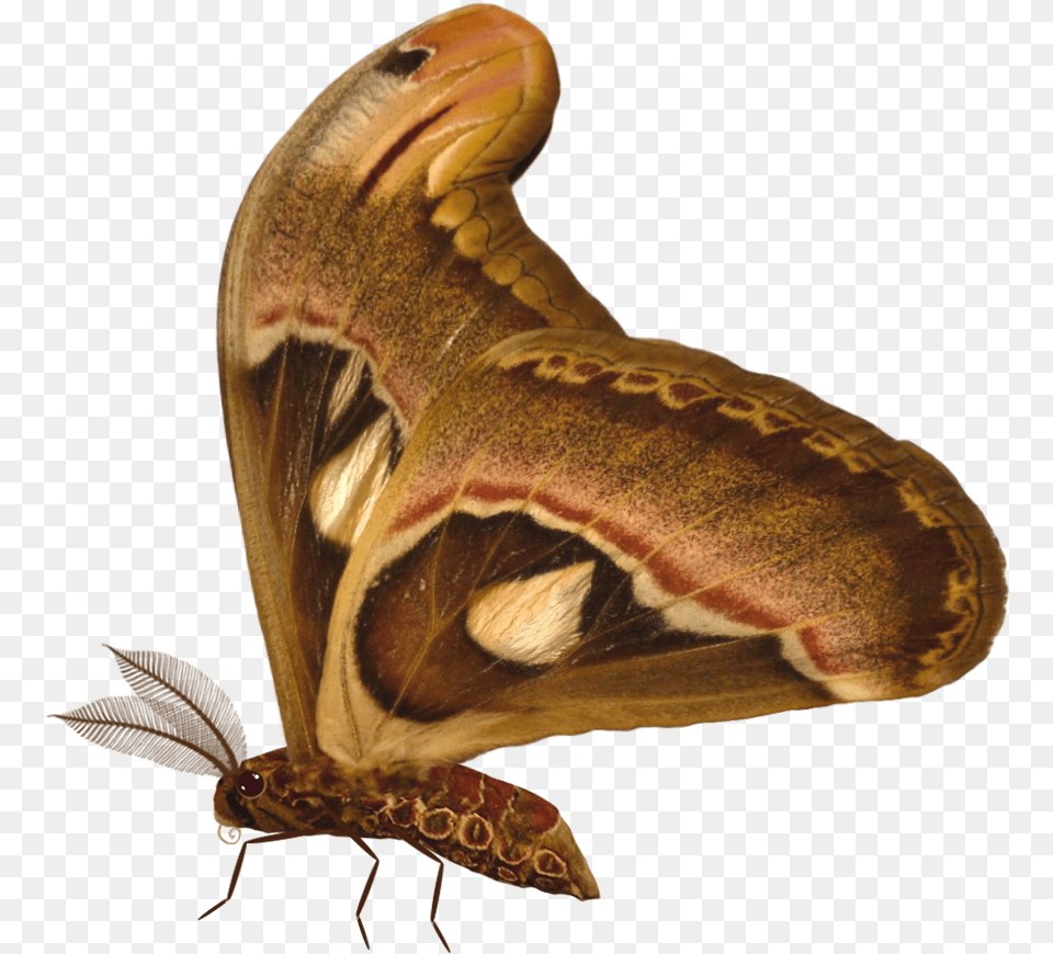 Butterfly, Animal, Insect, Invertebrate, Moth Png