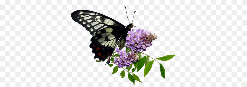 Butterfly Flower, Plant, Animal, Insect Png