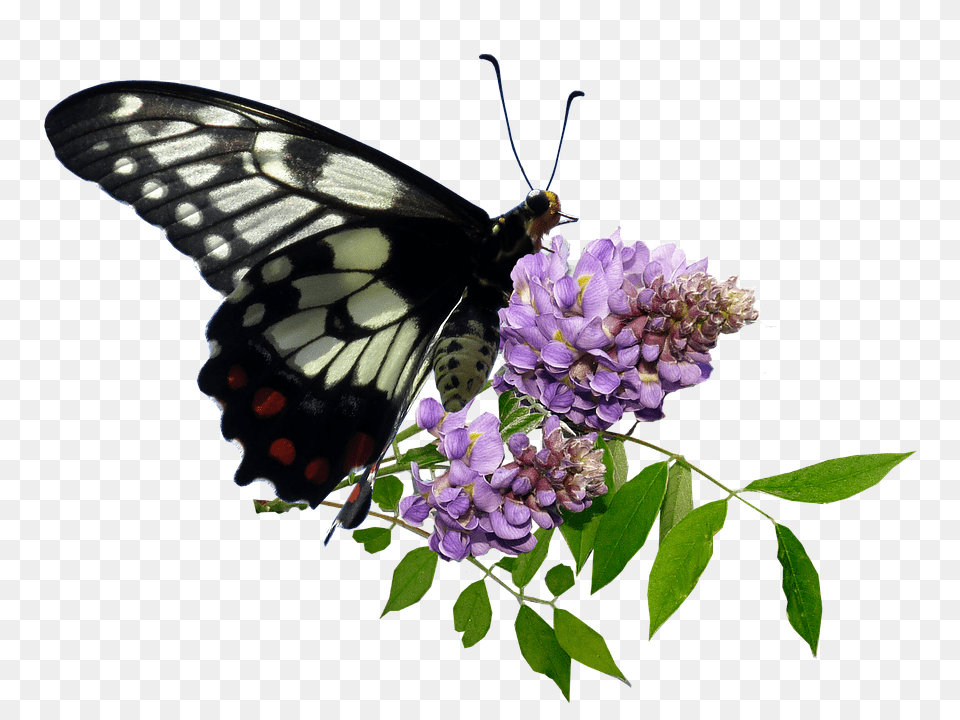 Butterfly Flower, Plant, Geranium, Pollen Free Transparent Png