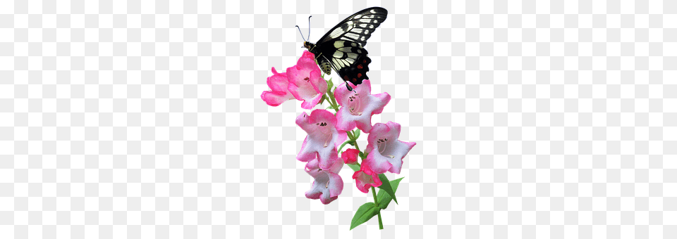 Butterfly Flower, Plant, Petal, Geranium Free Png