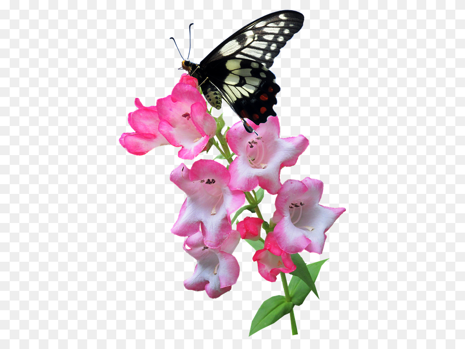 Butterfly Flower, Plant, Geranium, Petal Png Image