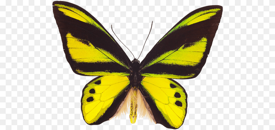 Butterfly, Animal, Insect, Invertebrate Free Png