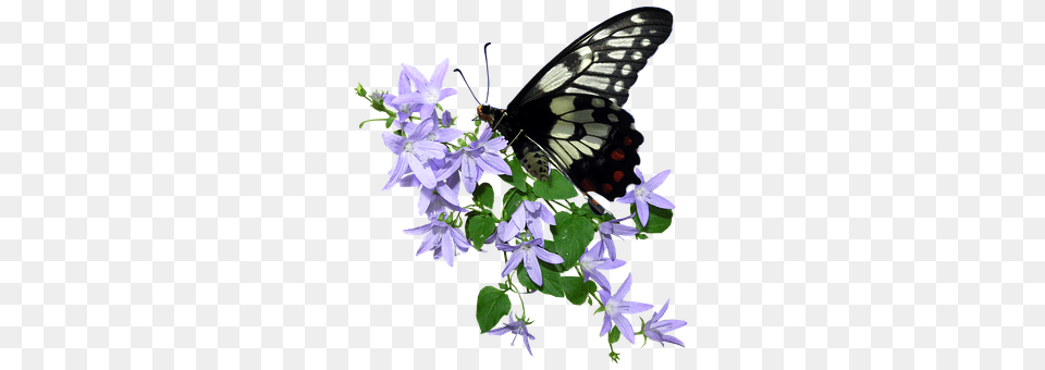 Butterfly Flower, Plant, Geranium, Acanthaceae Free Transparent Png