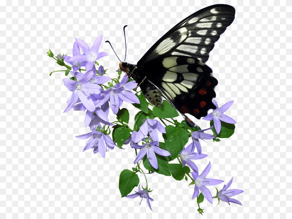 Butterfly Flower, Geranium, Plant, Acanthaceae Png