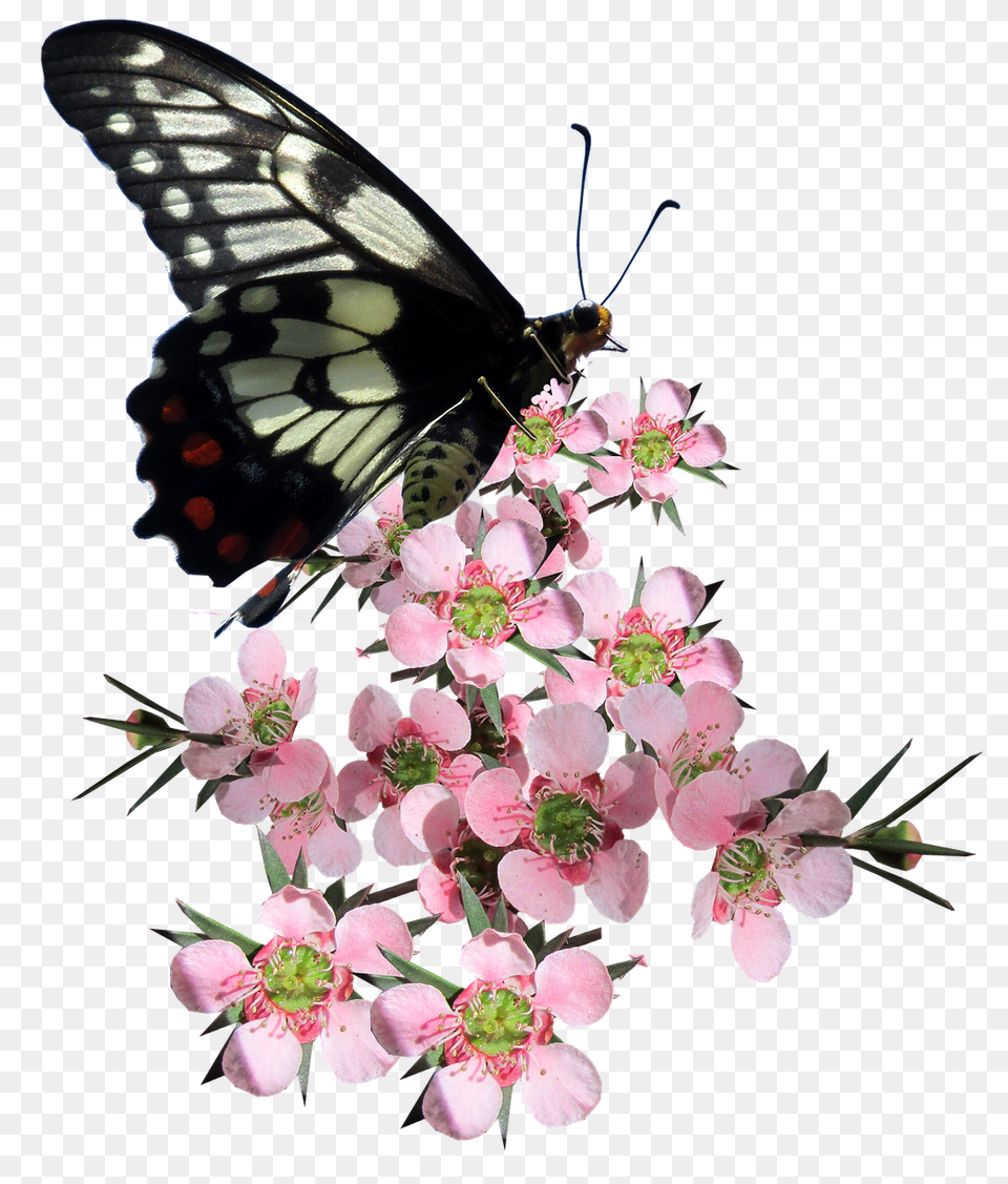 Butterfly Flower, Petal, Plant, Geranium Png Image