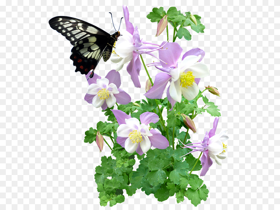 Butterfly Flower, Geranium, Plant, Aquilegia Free Png