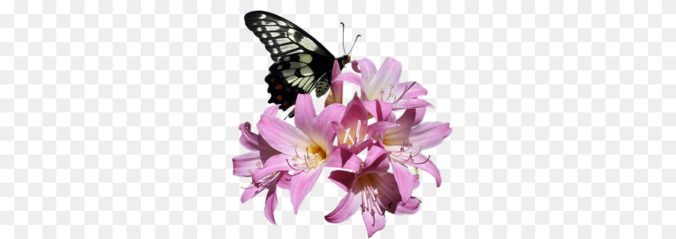 Butterfly Flower, Plant, Anther, Petal Png