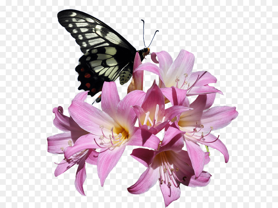 Butterfly Flower, Plant, Petal, Pollen Free Png