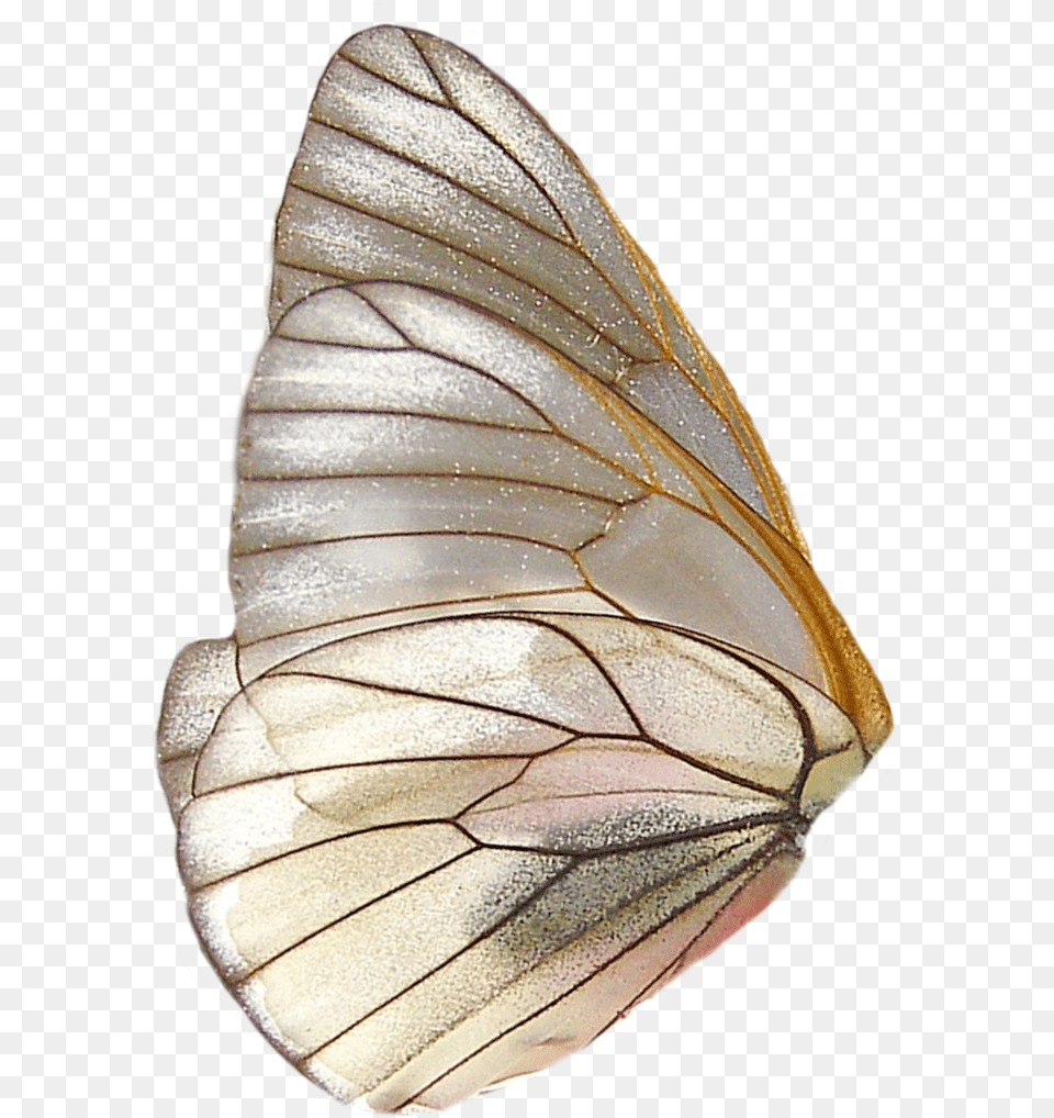 Butterfly, Animal, Insect, Invertebrate Free Png Download