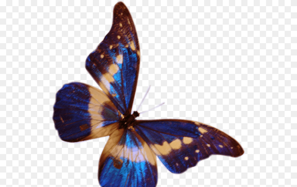 Butterfly, Animal, Insect, Invertebrate Free Png Download