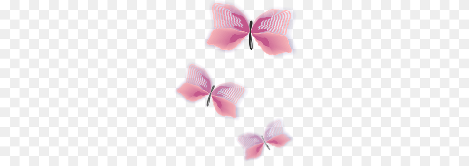 Butterfly Clothing, Flower, Hat, Petal Png