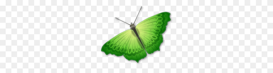 Butterfly, Green, Animal, Insect, Invertebrate Png Image