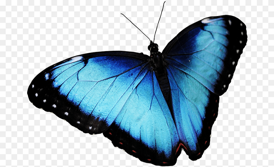 Butterfly, Animal, Insect, Invertebrate Free Png