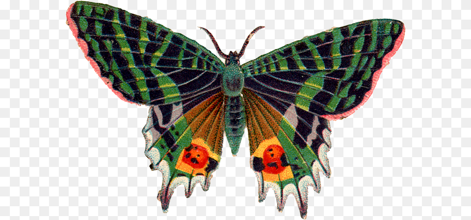 Butterfly, Animal, Insect, Invertebrate, Moth Free Png