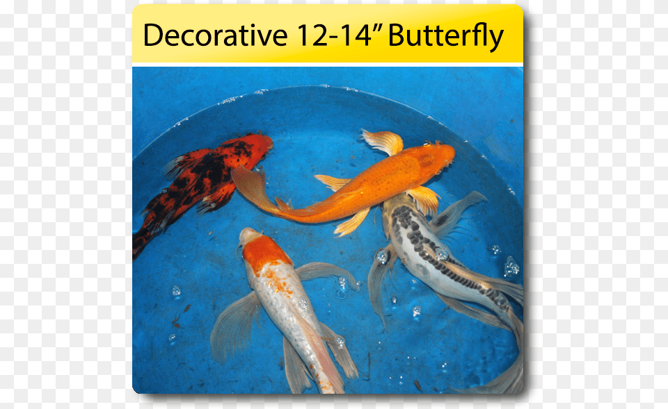 Butterfly, Animal, Fish, Sea Life Free Transparent Png