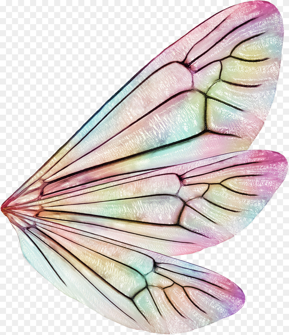 Butterfly, Animal, Bee, Insect, Invertebrate Free Png