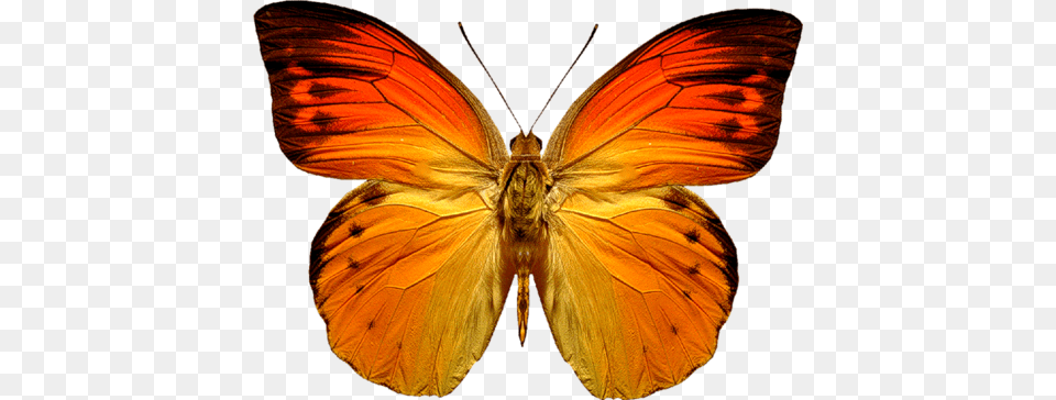 Butterfly, Animal, Insect, Invertebrate, Moth Free Png Download