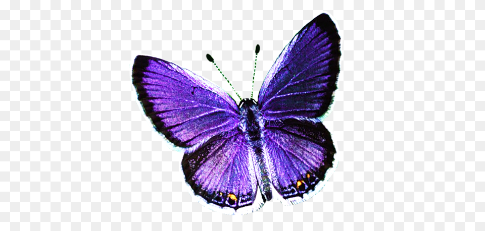 Butterfly, Purple, Animal, Insect, Invertebrate Png Image