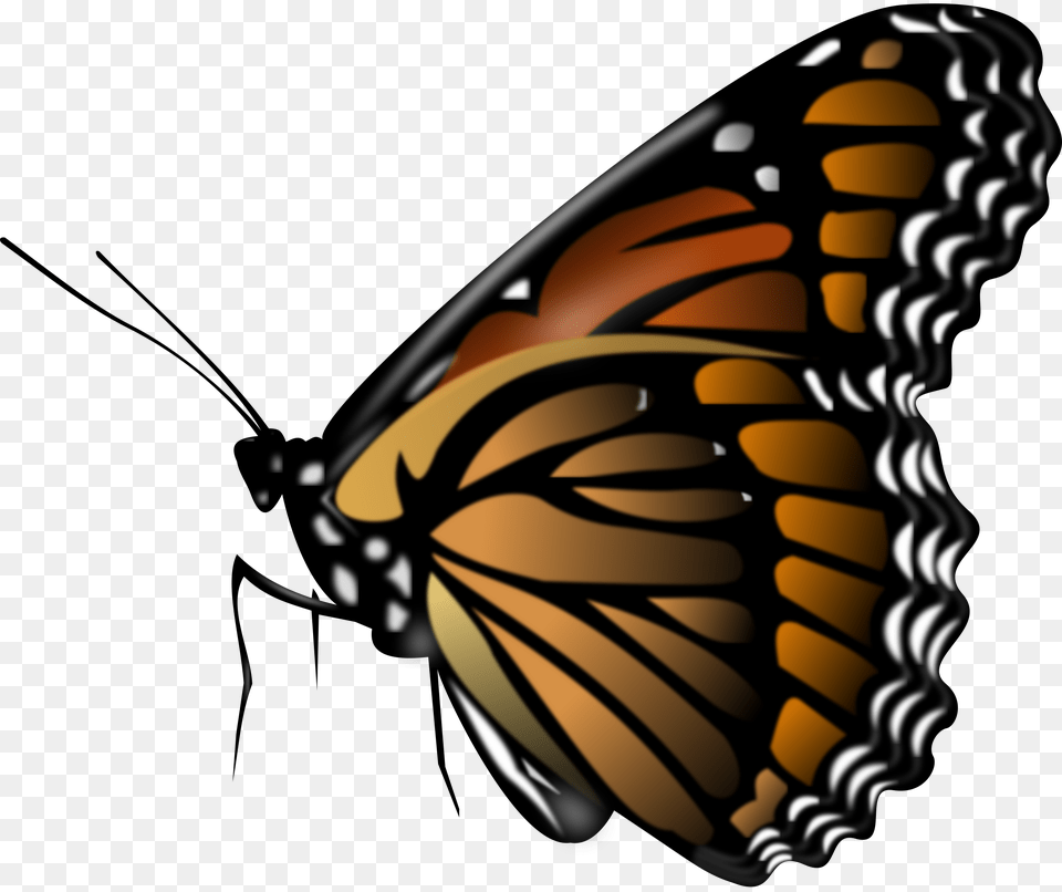 Butterfly, Animal, Insect, Invertebrate, Monarch Free Png Download