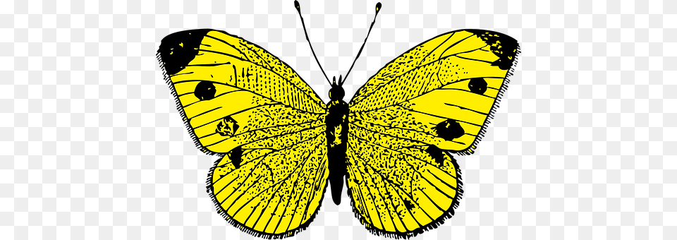 Butterfly Animal, Insect, Invertebrate Png