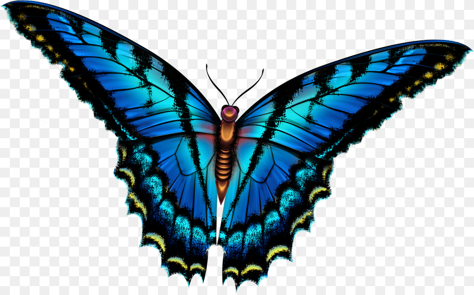 Butterfly, Animal, Insect, Invertebrate Free Transparent Png