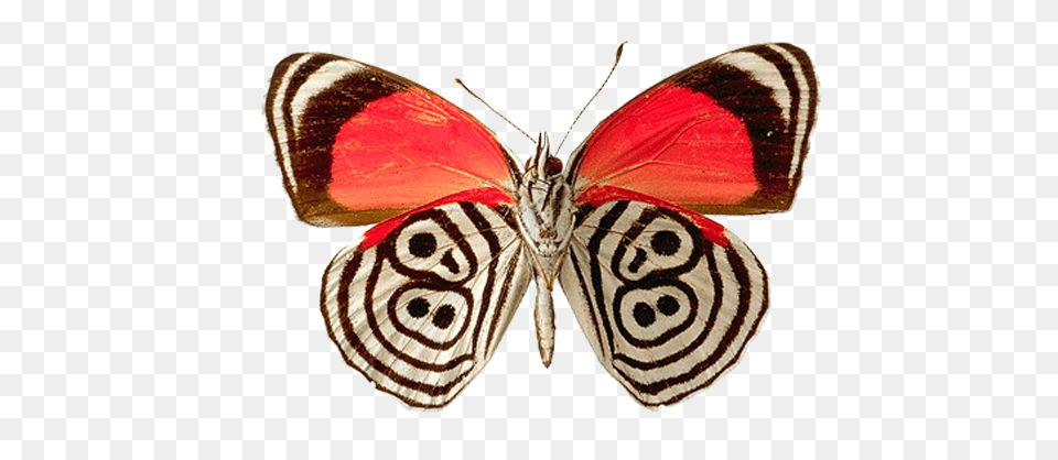 Butterfly, Animal, Insect, Invertebrate, Accessories Png Image