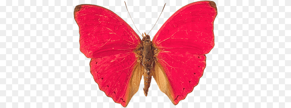 Butterfly, Animal, Insect, Invertebrate, Moth Png