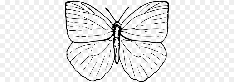 Butterfly Gray Png