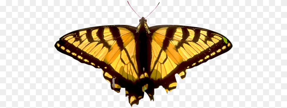 Butterfly, Animal, Insect, Invertebrate Free Png Download