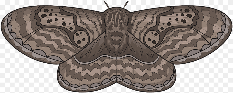 Butterfly, Animal, Insect, Invertebrate, Moth Png Image