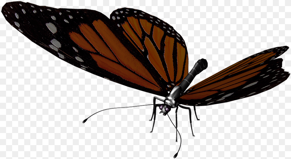 Butterfly, Animal, Insect, Invertebrate, Monarch Png Image