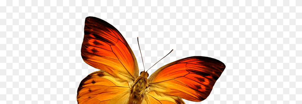 Butterfly, Animal, Insect, Invertebrate, Appliance Free Png Download