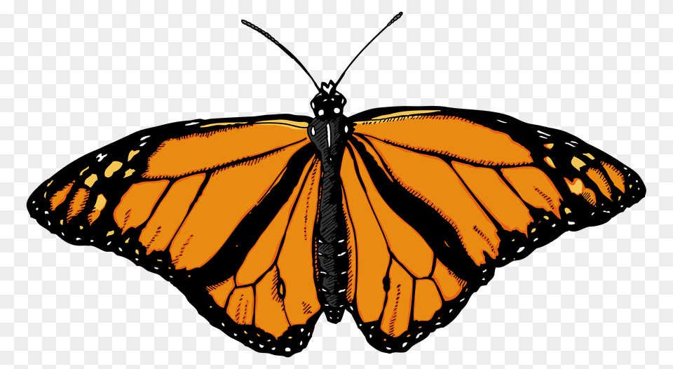 Butterfly, Animal, Insect, Invertebrate, Monarch Free Transparent Png