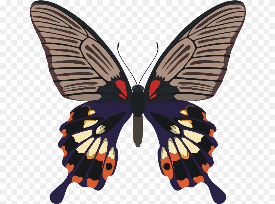 Butterfly, Animal, Insect, Invertebrate, Person Free Png Download