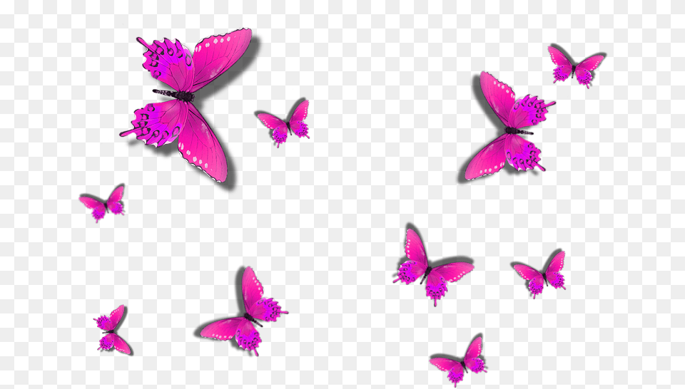 Butterfly, Flower, Petal, Plant, Purple Free Png Download