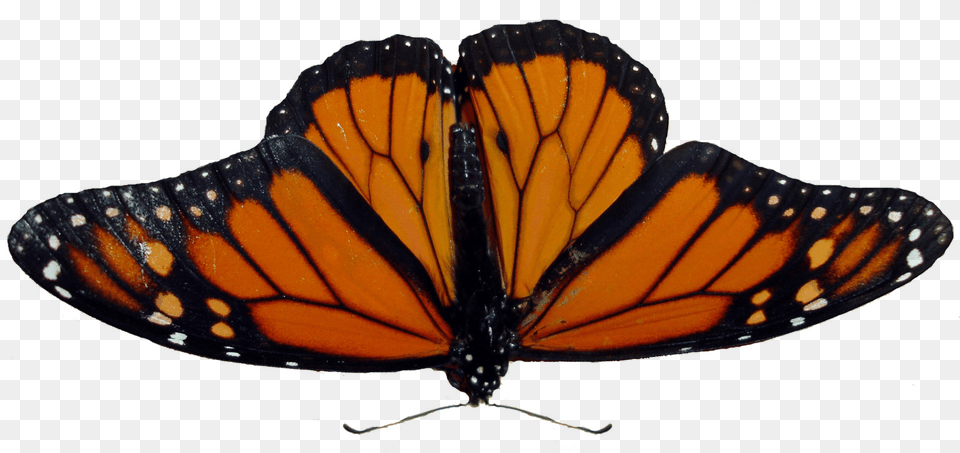 Butterfly, Animal, Insect, Invertebrate, Monarch Free Png