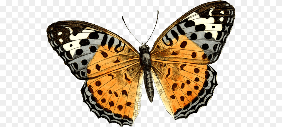 Butterfly, Animal, Insect, Invertebrate, Bird Free Png Download