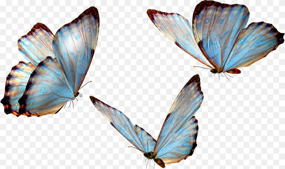 Butterfly, Animal, Insect, Invertebrate, Plant Png