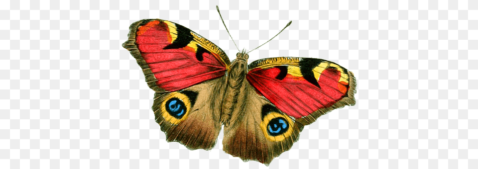 Butterfly Animal, Insect, Invertebrate, Moth Png