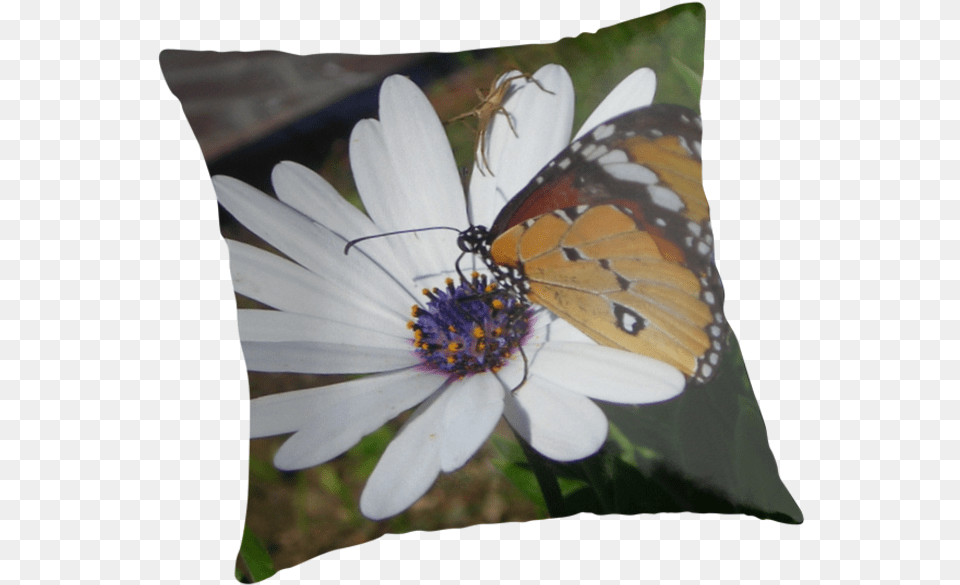 Butterfly And Daisies V Cushion, Daisy, Flower, Plant, Petal Free Transparent Png